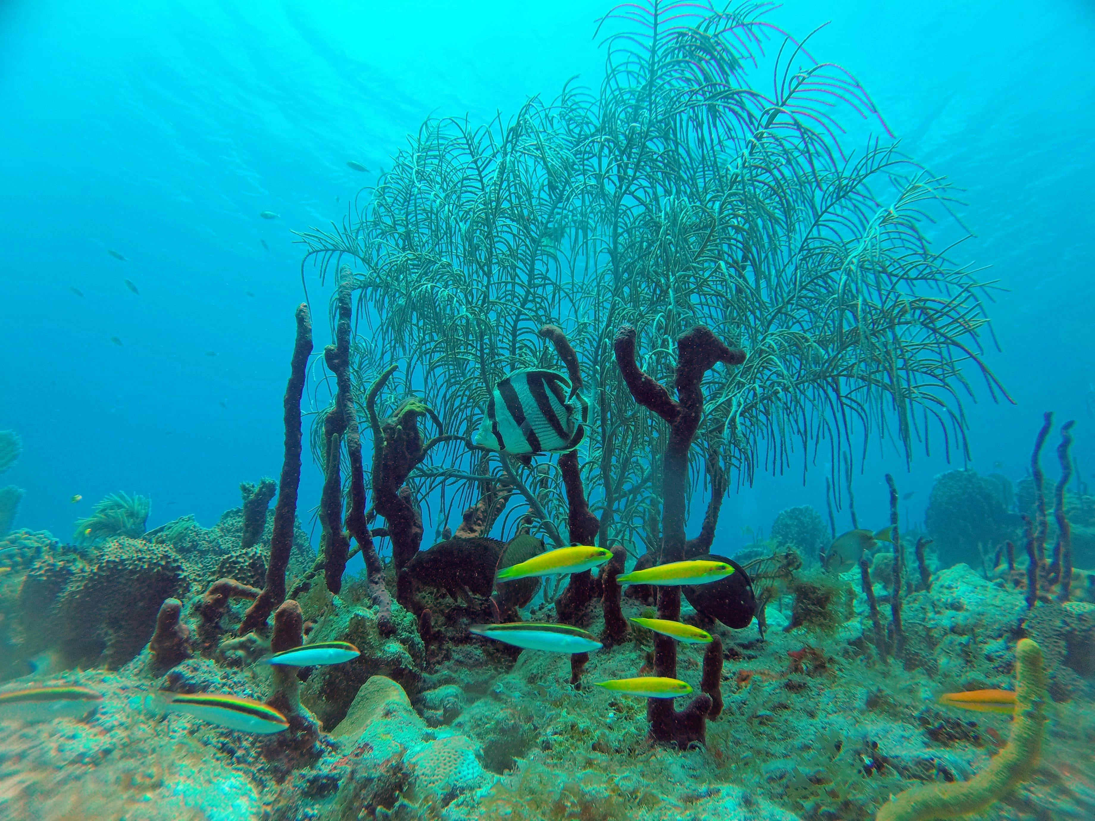 Duiken in Punta Cana