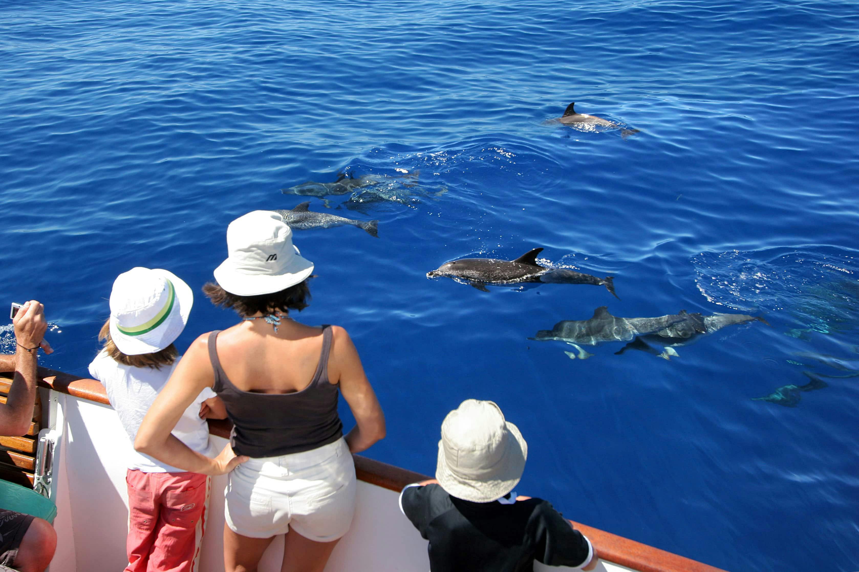 La Gomera Whale Watching Cruises 3–4 hours
