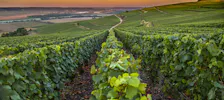 Expériences viticoles, gourmandes et naturelles en Champagne