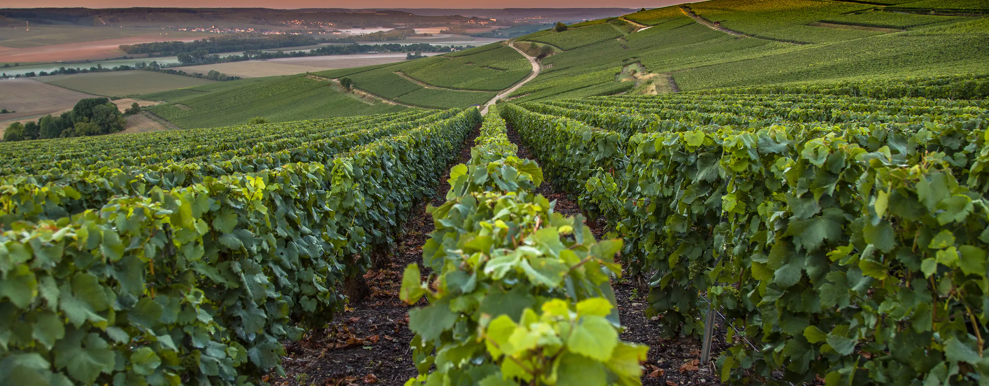 Bilhetes e entradas Vinho, comida e experiências na natureza na região de Champagne