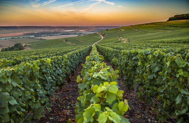 Vinho, comida e experiências na natureza na região de Champagne