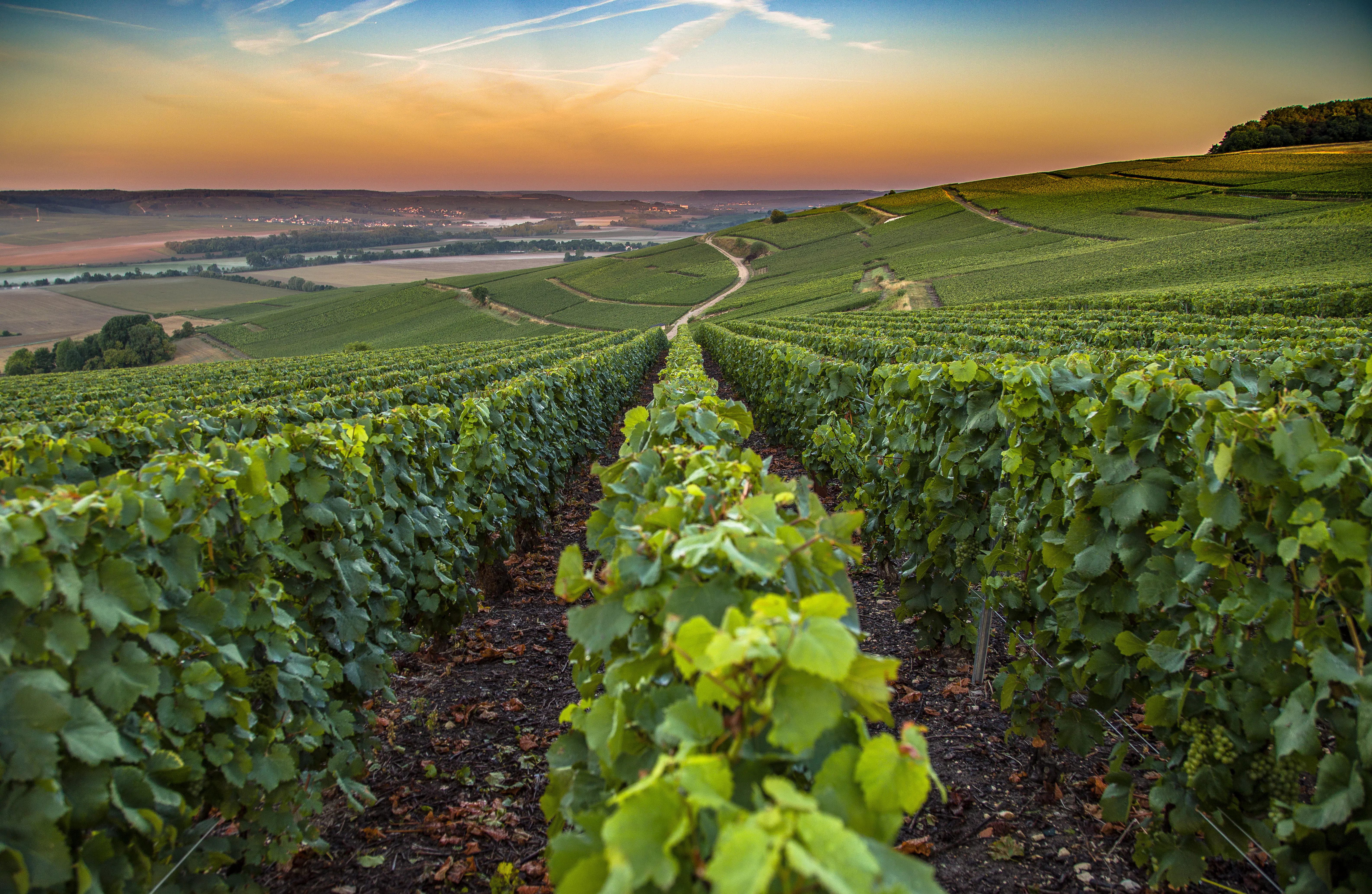 Wine, food & nature experiences in the Champagne region