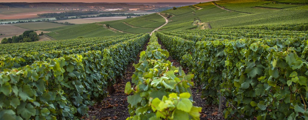 Vinho, comida e experiências na natureza na região de Champagne