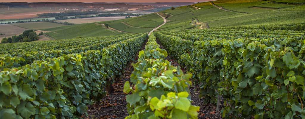 Vin-, mat- och naturupplevelser i Champagne-regionen