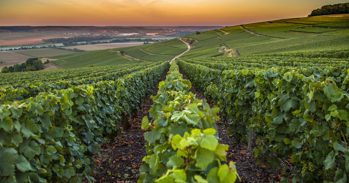 Wine, food & nature experiences in the Champagne region