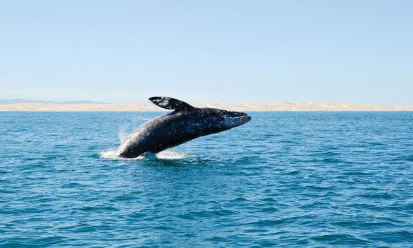 Two hour San Diego cruise and marine life experience Musement