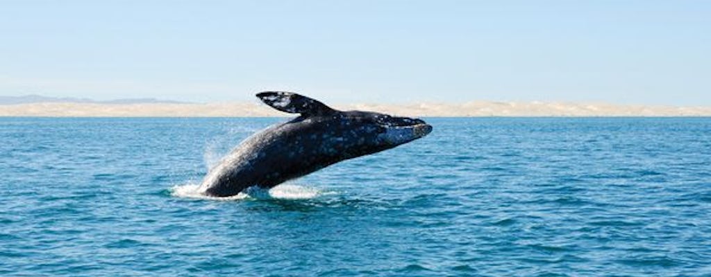 Zweistündige San Diego-Kreuzfahrt und Meereslebewesen-Erfahrung