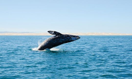 Two-hour San Diego cruise and marine life experience