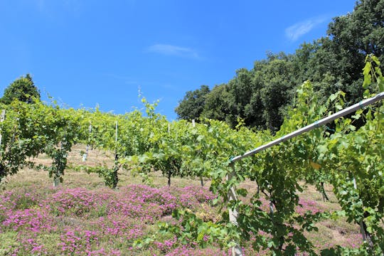 Settembre del Moscato di Scanzo alla cantina La Corona