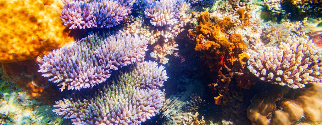 Tour di un'intera giornata alle barriere coralline e ai relitti di Coron