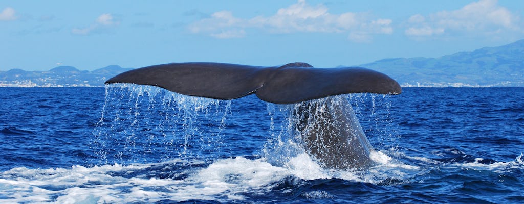 Wycieczka z obserwacją wielorybów i delfinów z São Miguel