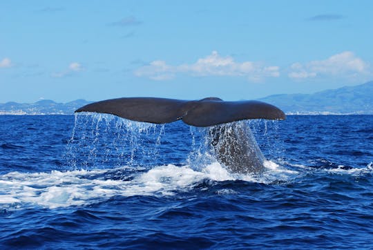 Tour di osservazione di balene e delfini da São Miguel