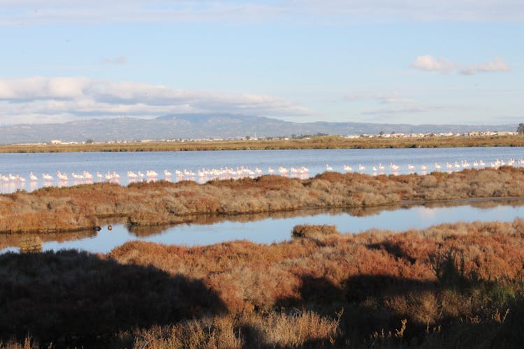 Ebro Delta between lagoons guided tour