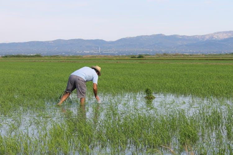 Ebro Delta guided tour