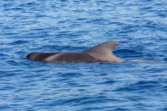 Dreistündige Speedboot Tour zur Walbeobachtung in La Gomera