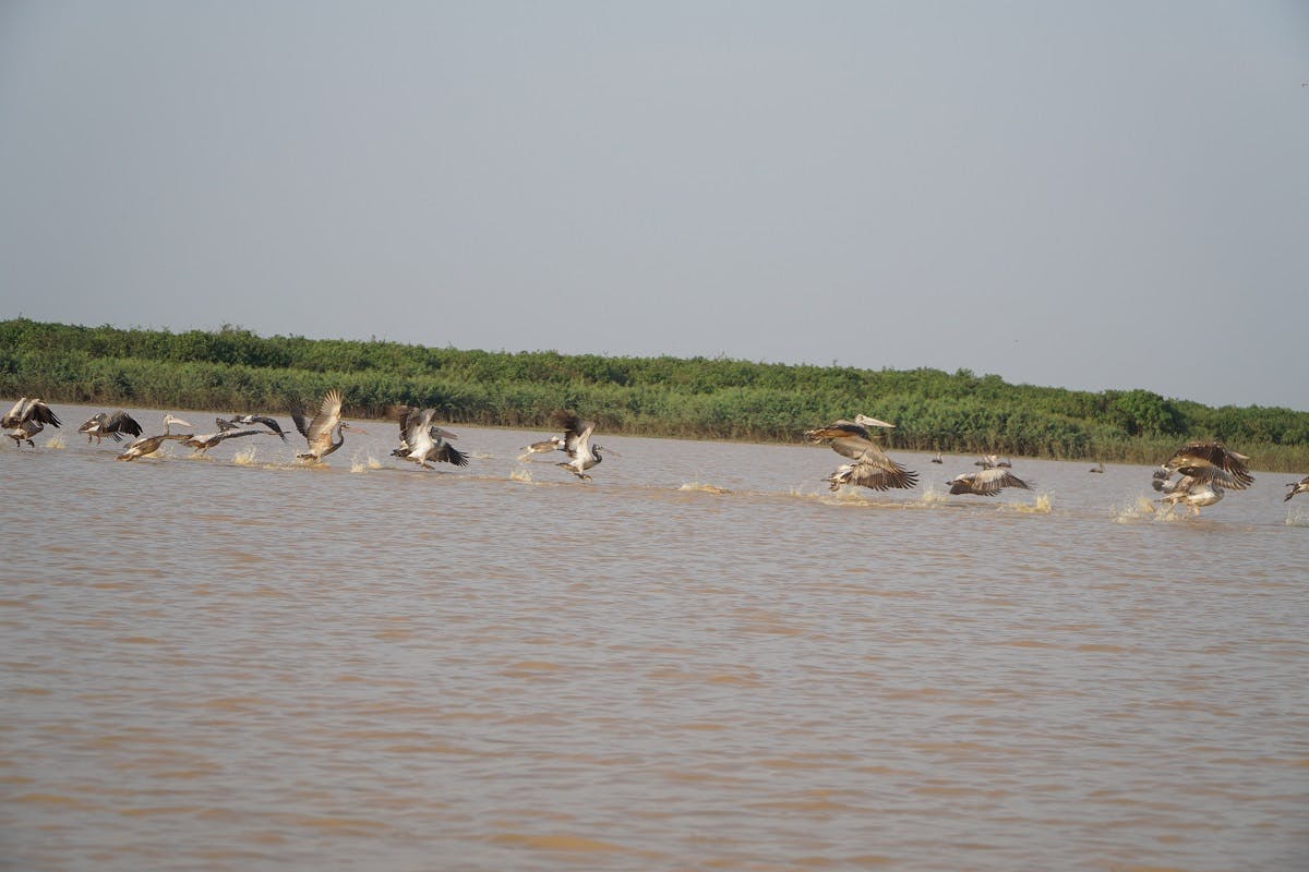 Ganztägige Mitmachtour durch den überschwemmten Wald des Tonle Sap Sees