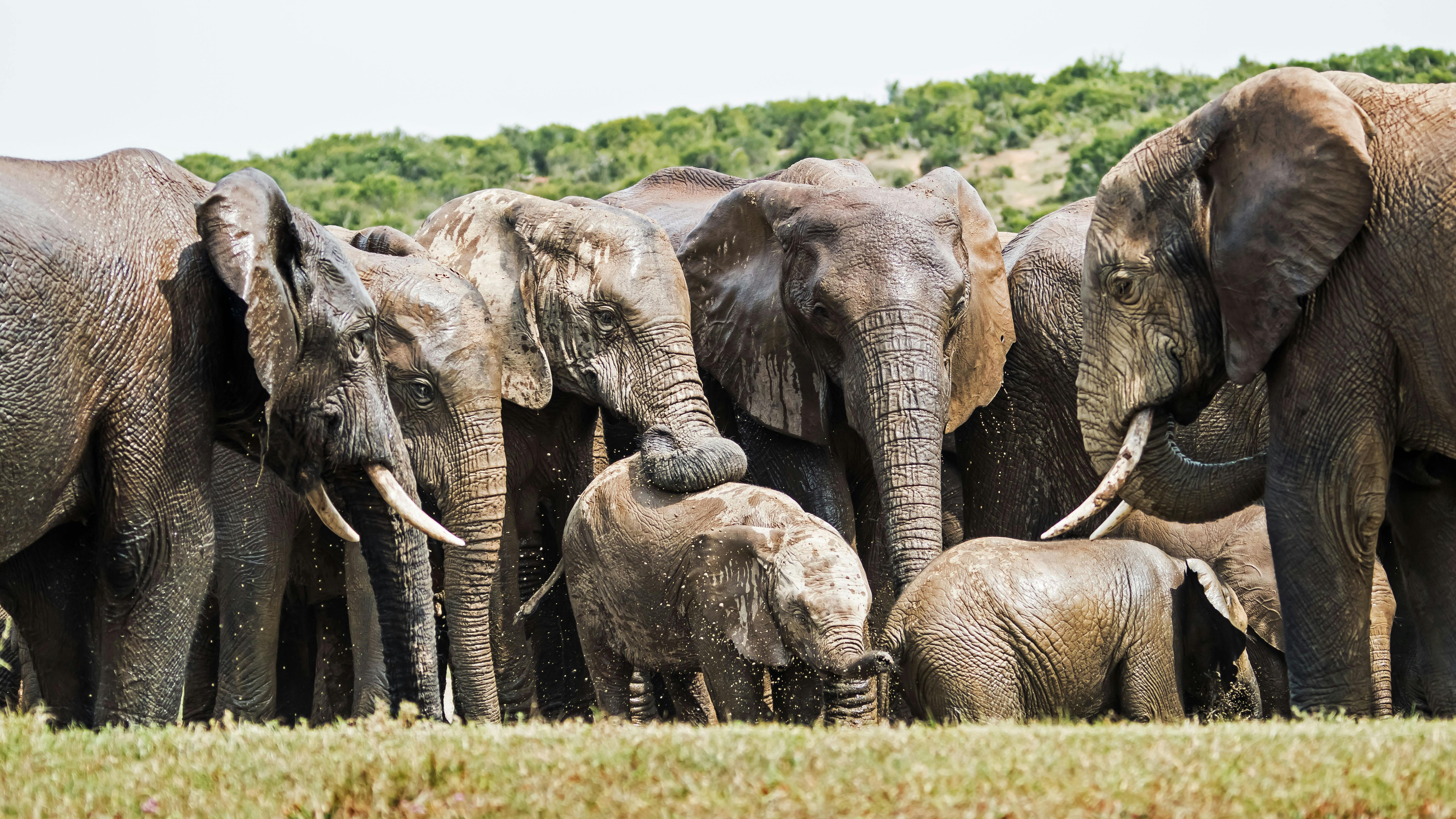 Garden Route de 5 dias e Addo Elephant National Park da Cidade do Cabo a Port Elizabeth