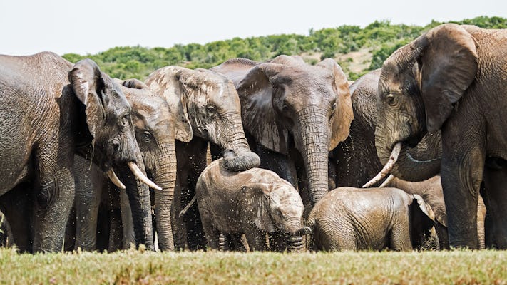 Route des jardins de 5 jours et parc national Addo Elephant du Cap à Port Elizabeth