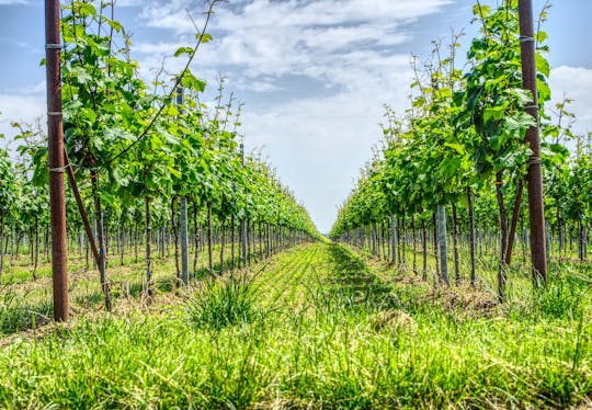 Cape Winelands nachhaltige private Weintour