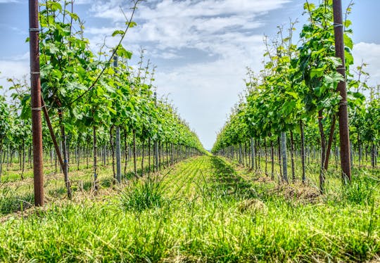 Cape Winelands sustainable private wine tour