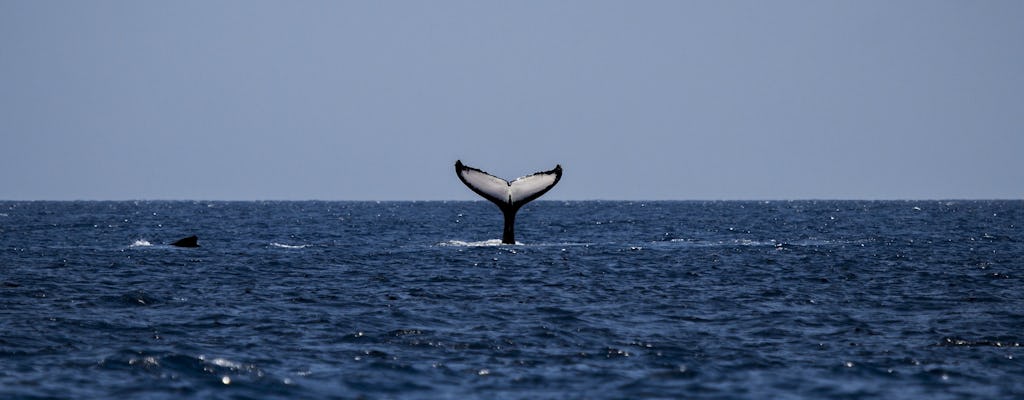 Tour privado de baleias e vinhos saindo da Cidade do Cabo
