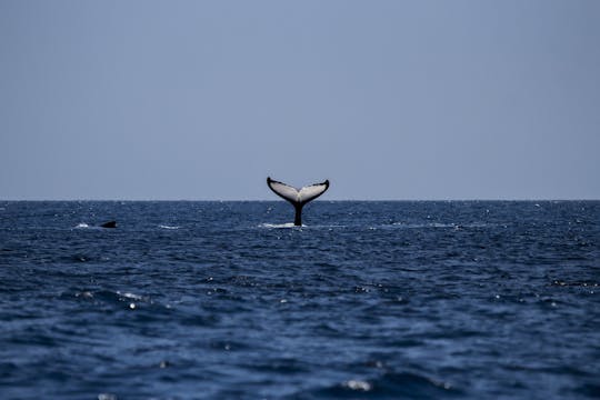Tour privado de ballenas y vinos desde Ciudad del Cabo