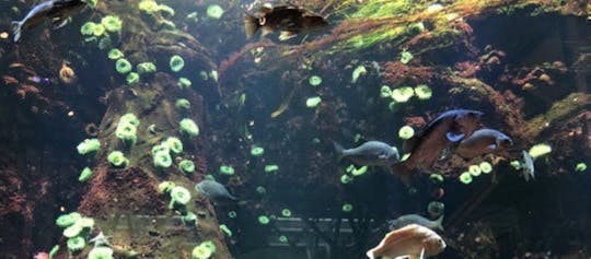 Tour privato della fauna selvatica dell'Acquario di Vancouver e del Conservatorio di Bloedel