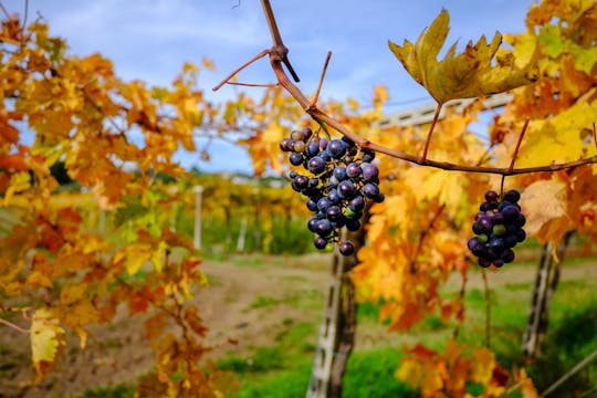Degustazione in borgo alla cantina Magri Sereno