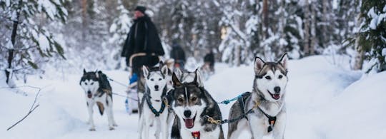 Rencontre et bouillie avec l'Apukka Huskies Adventure