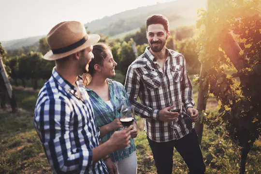 Visite guidée d'une demi-journée des vignobles du mont Tamborine avec déjeuner