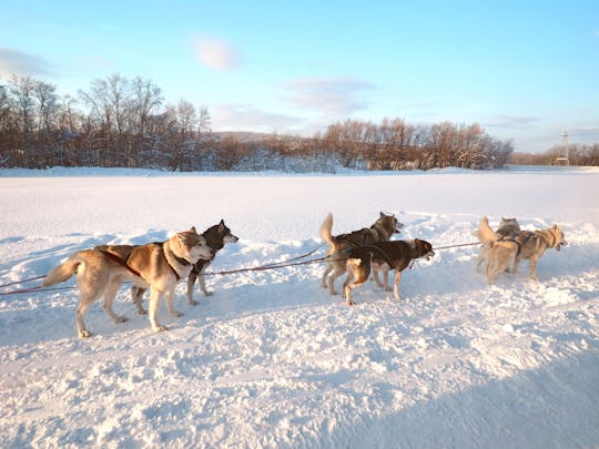 Visite guidée privée de l'océan Arctique et du husky au départ de Mourmansk