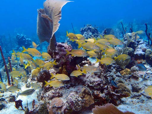 Catalina Island Diving Experience