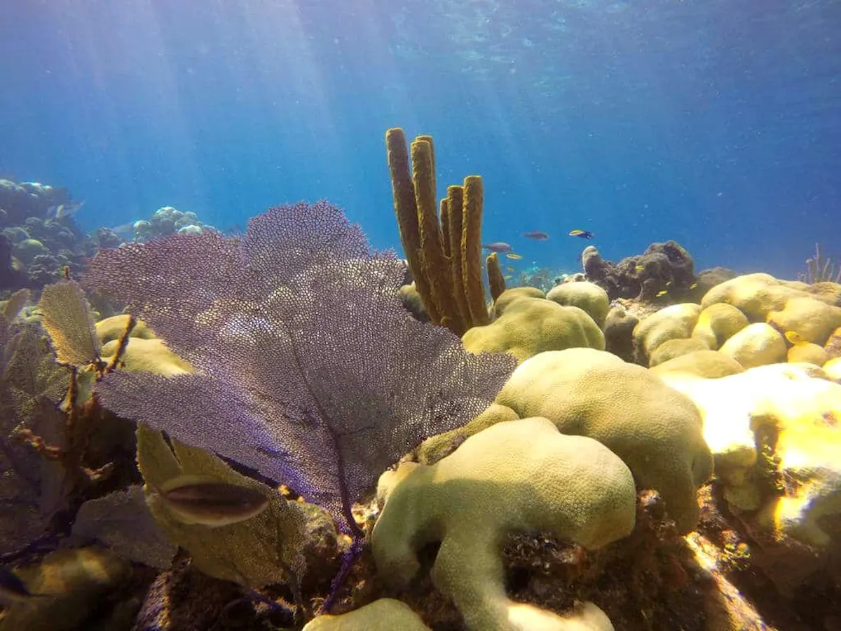 Catalina Island Diving Experience
