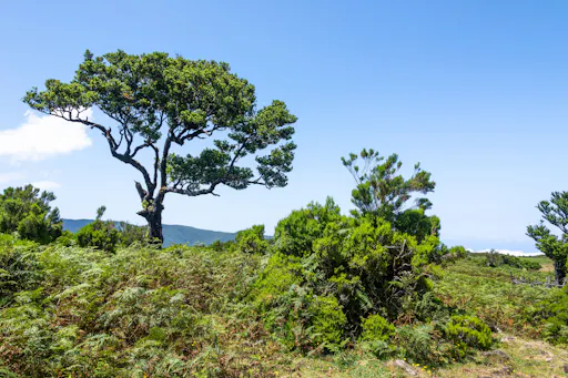 Fanal Walk from the West