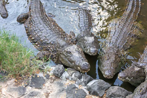 Aqualand and Croc Park Combi Ticket