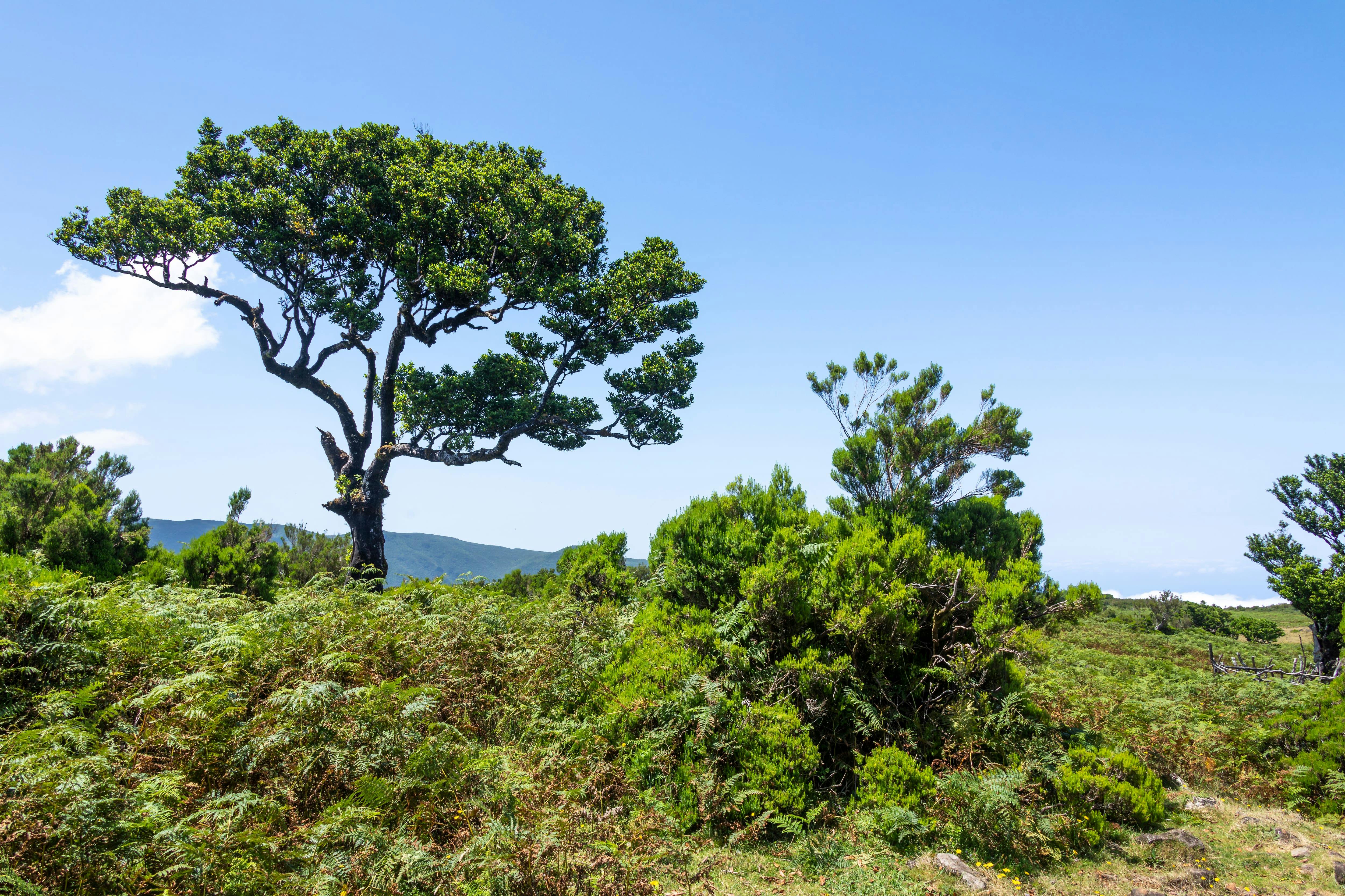 Fanal Walk from the West