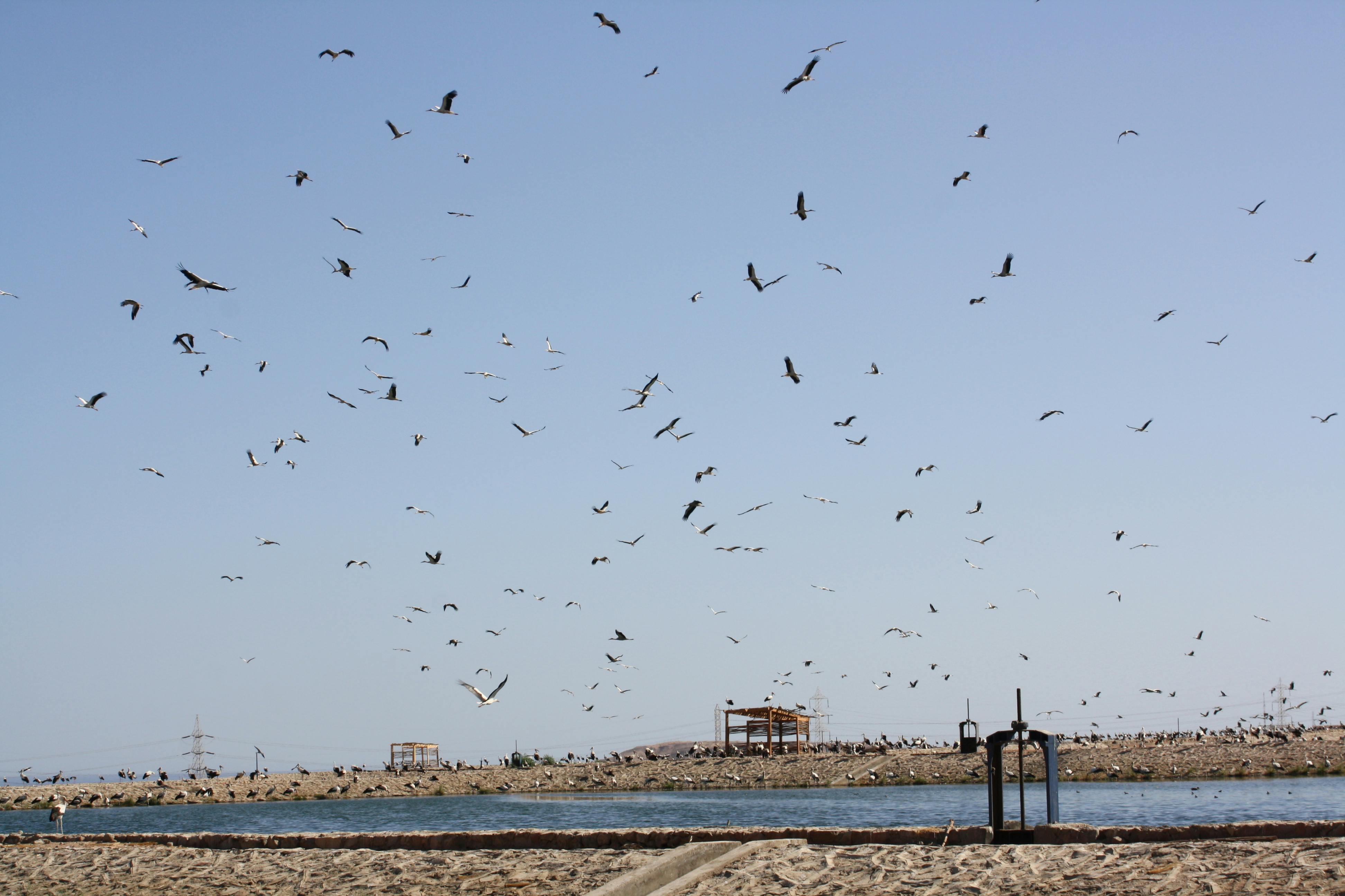 Vogels kijken met quad-ervaring in Sharm