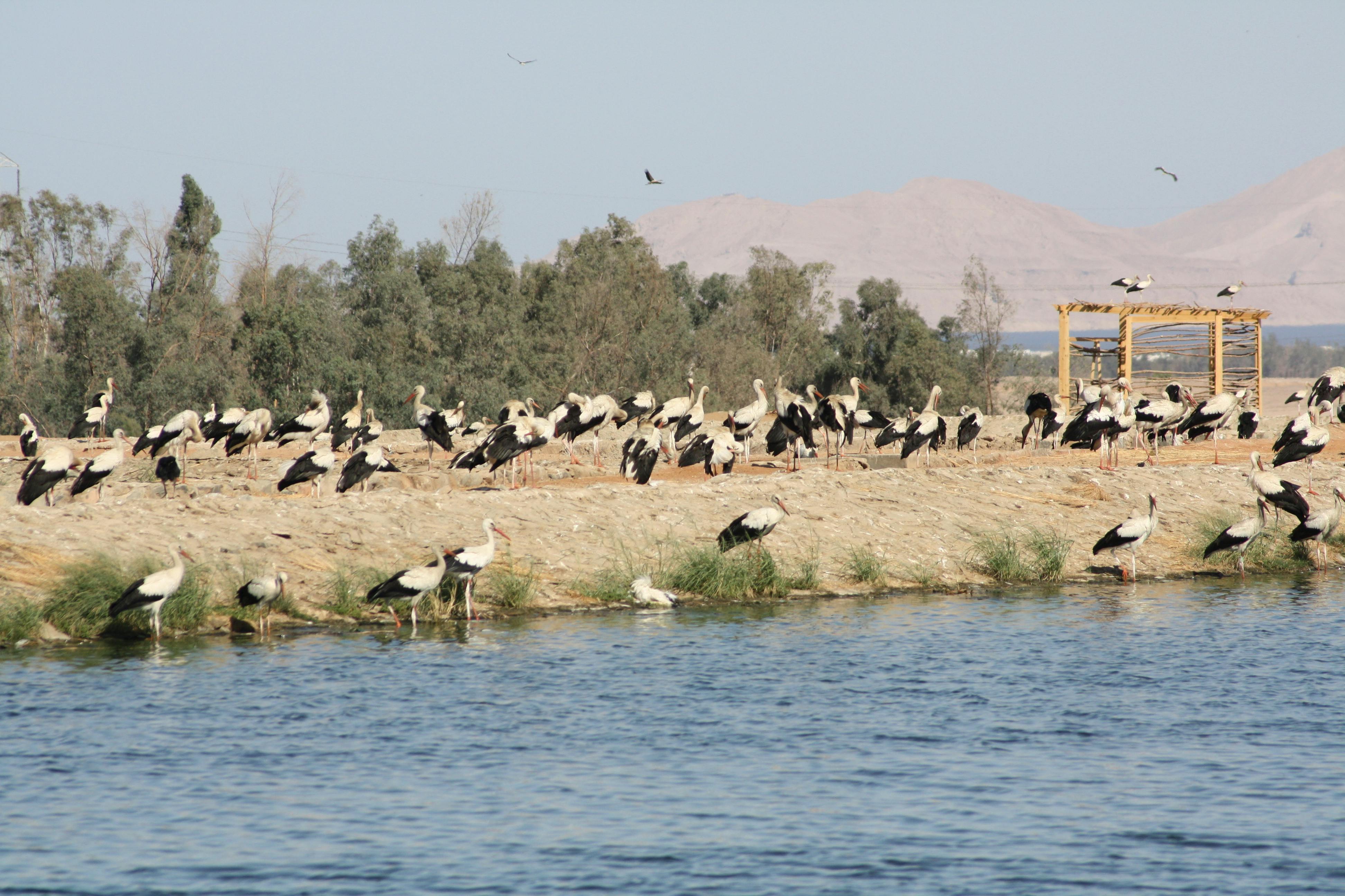 Obserwowanie ptaków z wózkiem piaskowym w Sharm