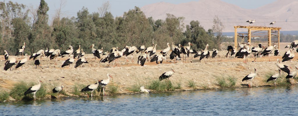 Obserwowanie ptaków z wózkiem piaskowym w Sharm