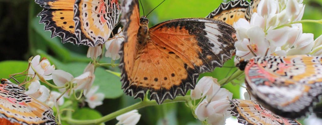 Entopia by Penang Butterfly Farm tickets