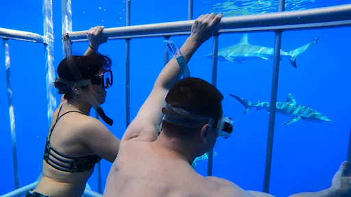 Oahu shark diving tour 1.JPG