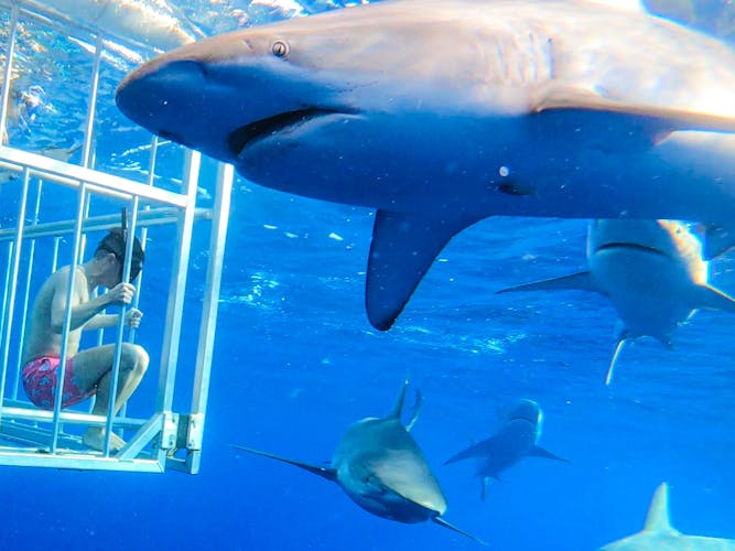 Oahu shark tour