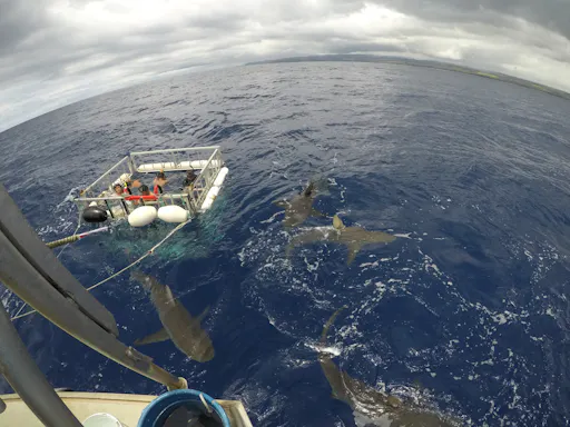 Oahu shark diving tour 3.JPG