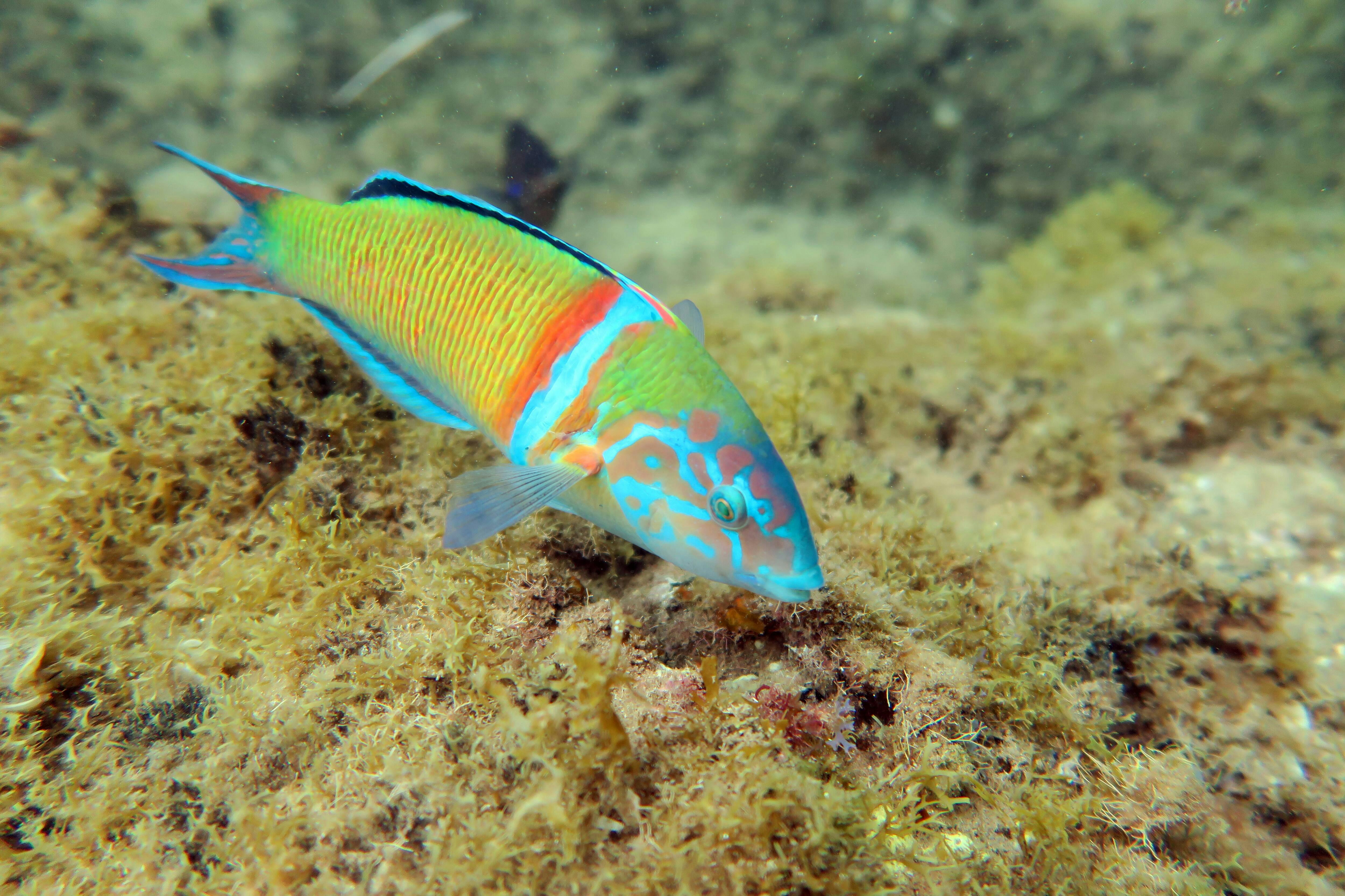 Fuerteventura Scuba Diving & Courses