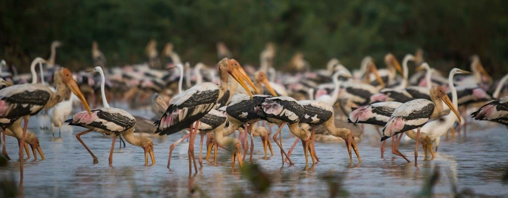 Visite guidée privée d'observation des oiseaux au départ de Siem Reap