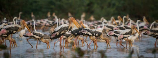 Tour guidato privato di birdwatching da Siem Reap