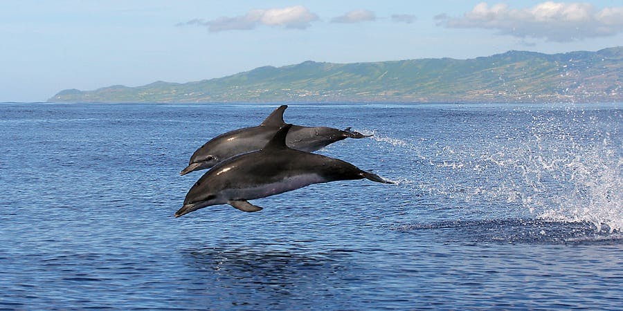 São Miguel Whale Watching & Islet Ticket