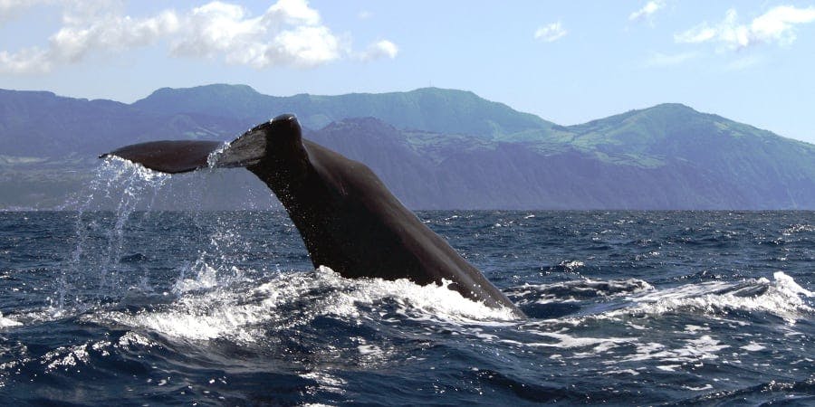 São Miguel Whale Watching & Islet Ticket