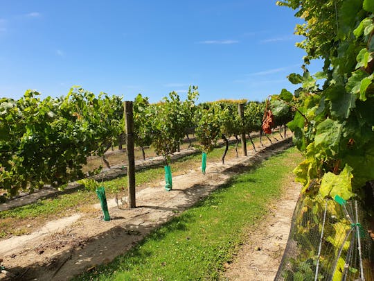 Tour privato del vino di un'intera giornata a Hawkes Bay