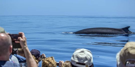 Billet d'observation des baleines et visite des îlots de São Miguel